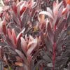 Close-up of the vibrant red and dark grey leaves of a cone bush plant.