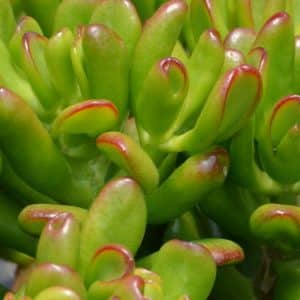 CRASSULA OVATA HOBBIT 15CM