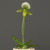 A single white potted Orchid Maudia flower on a green stem against a grey background.
