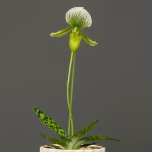 Orchid Maudia 9cm