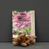 A packet of seeds for Summertime flowers with a photo of pink Dahlia flowers and bulbs in front of it.