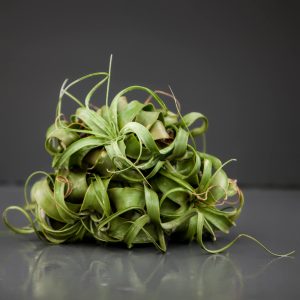 Xerografica Airplant