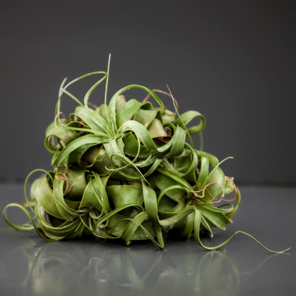 Close-up of Xerografica airplant against a grey background.