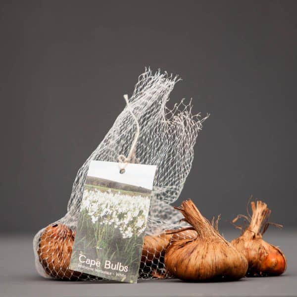 White mesh bag containing "Cape Bulbs" accompanied by garlic and onion bulbs.