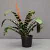 The Vriesea Splenriet or Flaming Sword plant with dark green and white striped leaves.