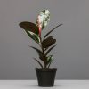 A rubber plant with shiny green leaves and pink stem in a black pot against a grey background.