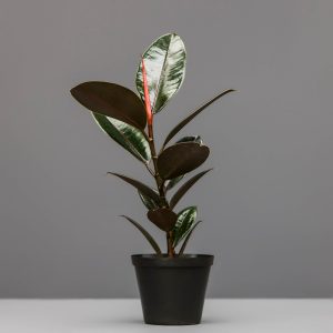 Rubber Plant
