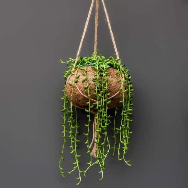 The trailing stems and leaves of a green string of beads plant in a hanging kokedama bowl.