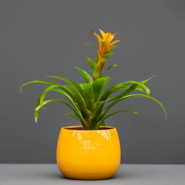 A potted bromeliad plant with bright yellow flowers growing from the center of green leaves, against a grey background.