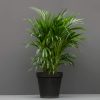 A Bamboo palm with bright green fronds in a black pot.