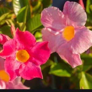 DIPLADENIA