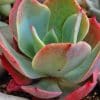 Close-up of a echeveria hummeli succulent plant with a green centre and red outer leaves.