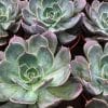 Close-up view of densely packed succulents with rounded, blue-green leaves and pink-red edges.