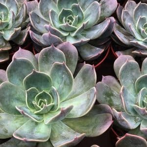 ECHEVERIA MARROM BROWN