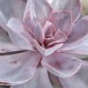 Close-up of a pink and grey echeveria pearl succulent plant.