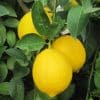 Large bright yellow lemons and green leaves of the Eureka lemon tree.