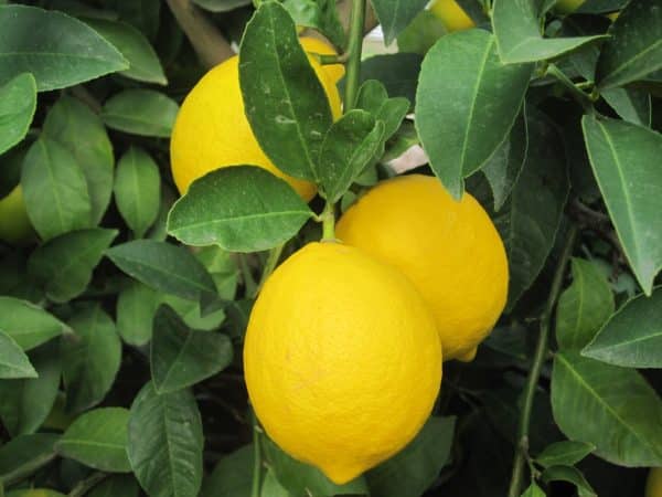 Large bright yellow lemons and green leaves of the Eureka lemon tree.