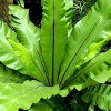 A large green fern plant with long, oblong leaves fanning out from the centre.