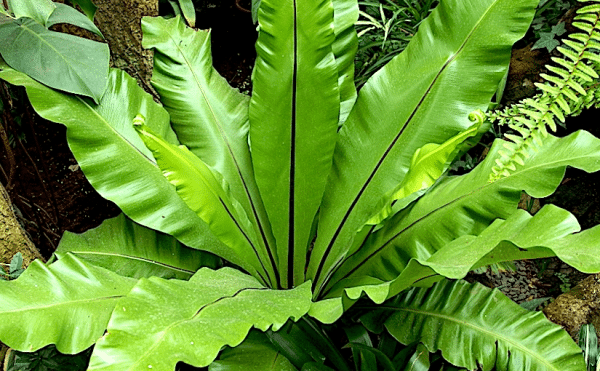 A large green fern plant with long, oblong leaves fanning out from the centre.