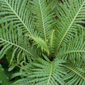 BLECHNUM GIBBUM FERN 12CM