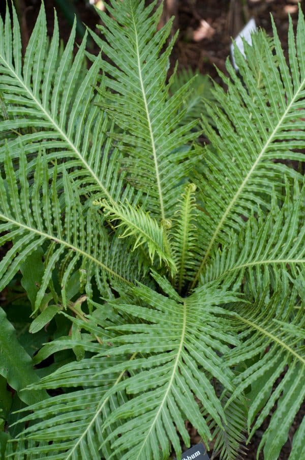 Closeup of the symmetrical rosettes of a Blechnum Gibbum miniature tree fern. It has long green fronds.