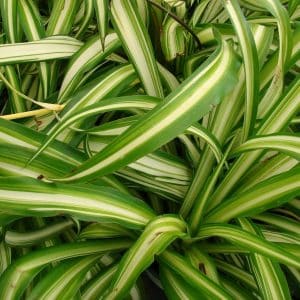 CHLOROPHYTUM FERN