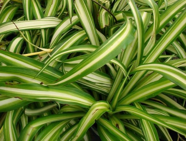 Close-up of Chlorophytum Fern with long green and white striped leaves