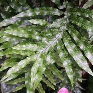 MEIJERY FERN