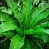 Large dark, vibrant green tropical leaf of a birds nest fern.