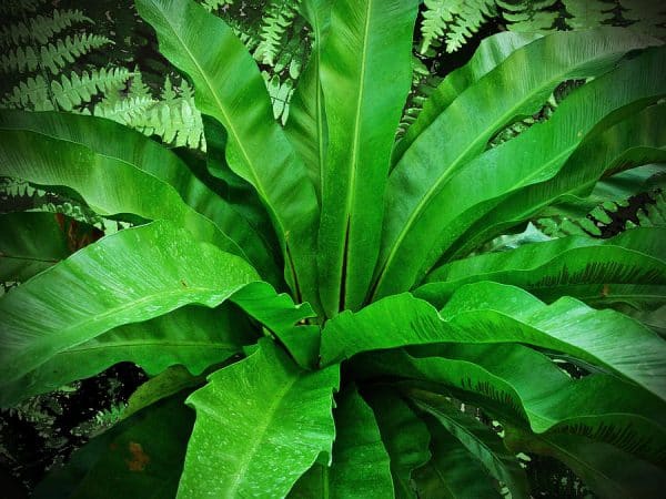 Large dark, vibrant green tropical leaf of a birds nest fern.