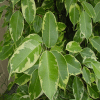 Close-up of ficus gold king bushy plant with large green and white leaves