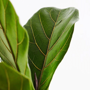 FIDDLE LEAF FICUS