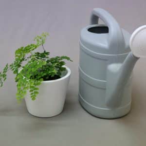 FERN MAIDENHAIR 12CM