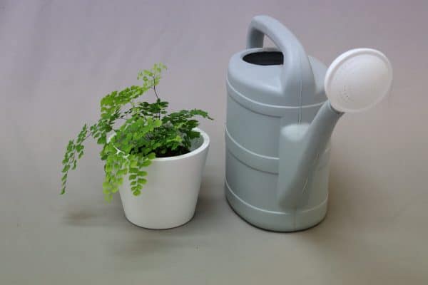 A small maidenhair fern in a white pot with a grey watering can