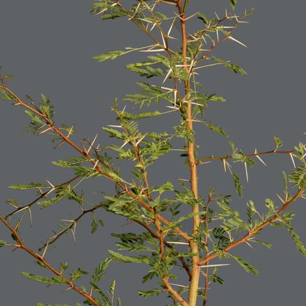 A close-up of a Fever-Tree with small green leaves and thick thorns