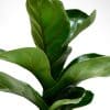 Close-up of ficus lyrata plant with large dark green leaves and visible veins.