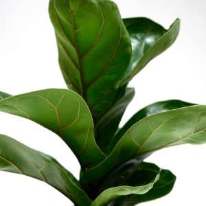 Ficus Lyrata