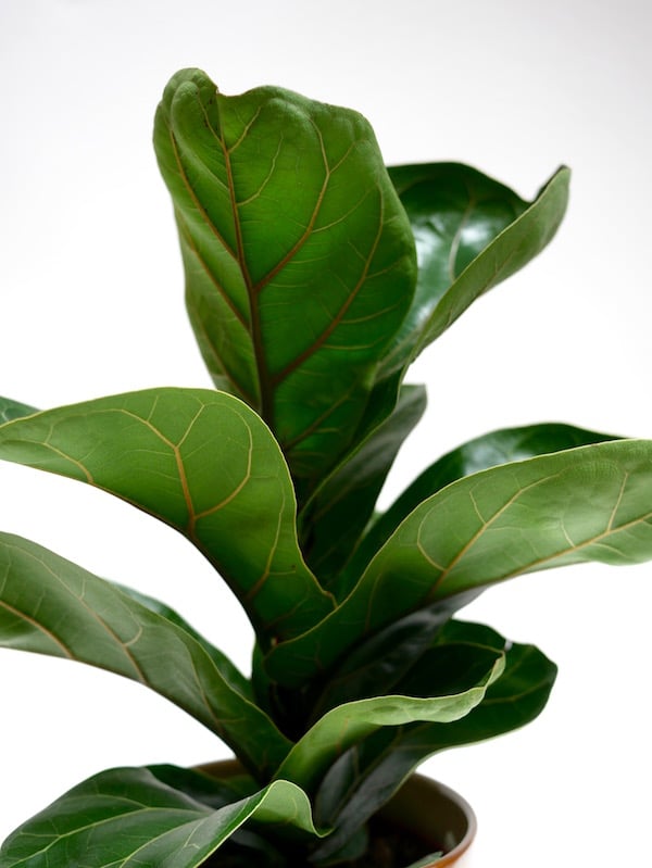 Close-up of ficus lyrata plant with large dark green leaves and visible veins.