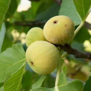 FIG DEANNA 7KG