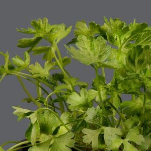 Flat Leaf Parsley 12cm