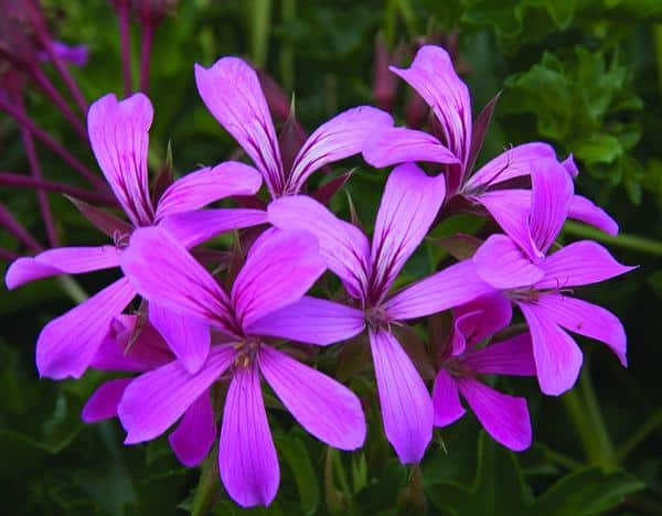 A close-up of the bright purple flowers of the Geranium Peltatum plant.