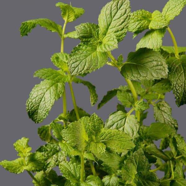 A close-up of a mint plant showing bright green leaves with a plain background.