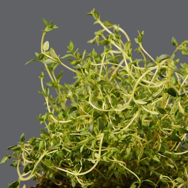 A close-up of a thyme plant showing tiny green leaves with a plain background.
