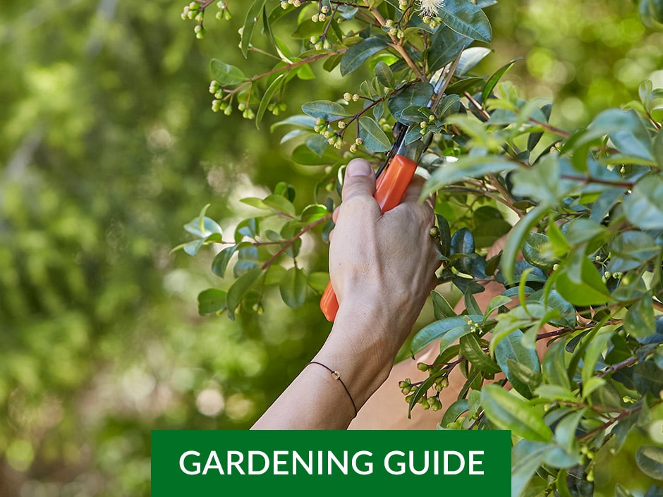 Hand holding pruning shears while trimming a leafy plant in a garden.