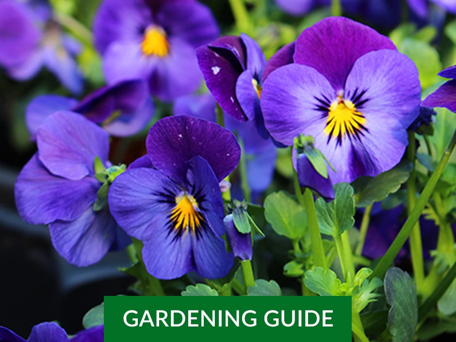 Close-up of purple pansies with yellow centres in a garden.