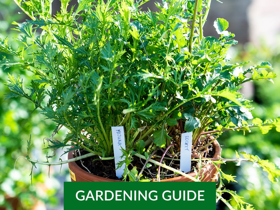 Two potted herb plants with name labels in a lush green garden.