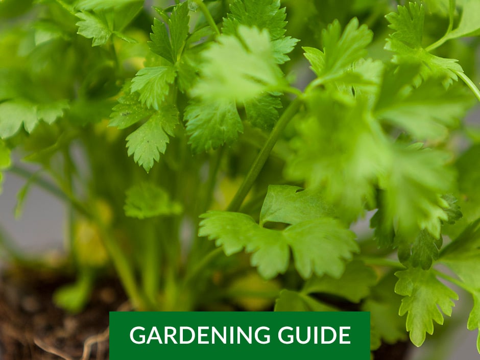 A close-up of Parsely sitting in a herb garden bed.