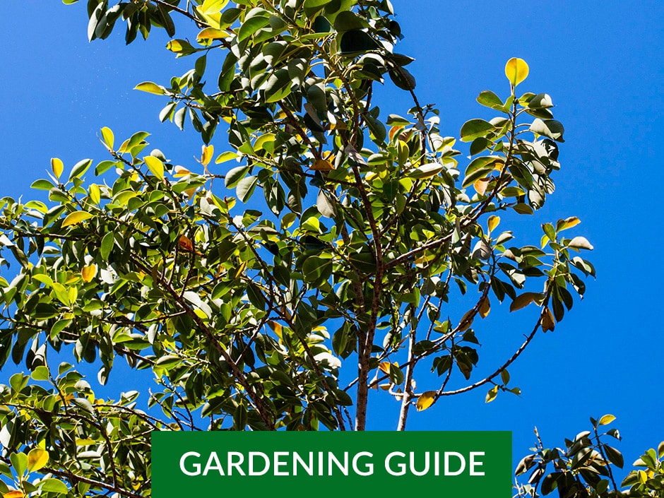 A cropped image of a tree with green and yellow leaves against a vibrant blue sky.