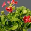 A close-up of a Pelargonium plant showing bright green leaves and red flowers with a plain background.