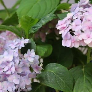 HYDRANGEA ENDLESS SUMMER PINK 19CM